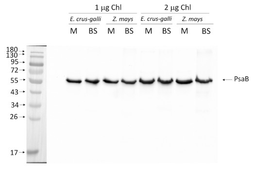 western blot using anti-PsaB antibodies 